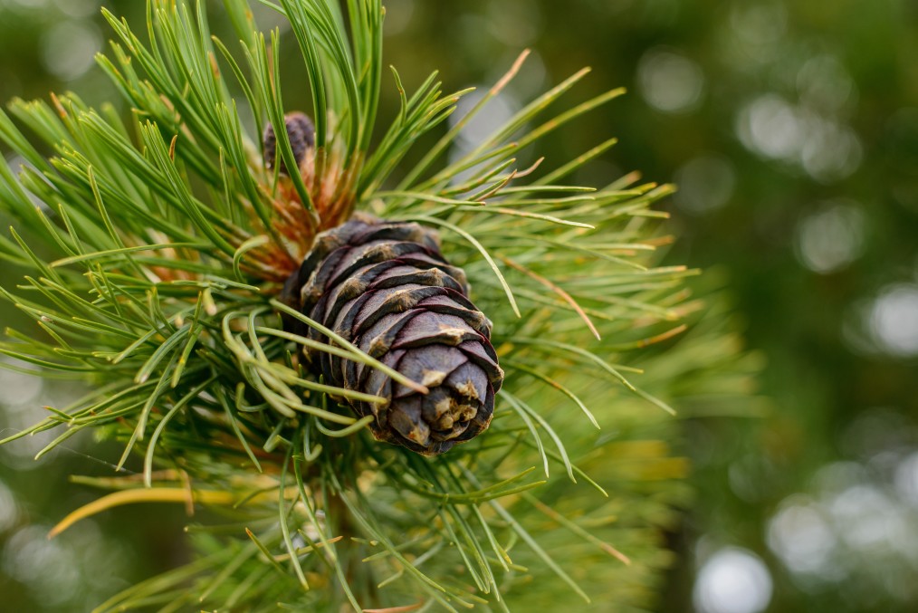 Découvrez nos boules en bois de cèdre naturel anti-mites