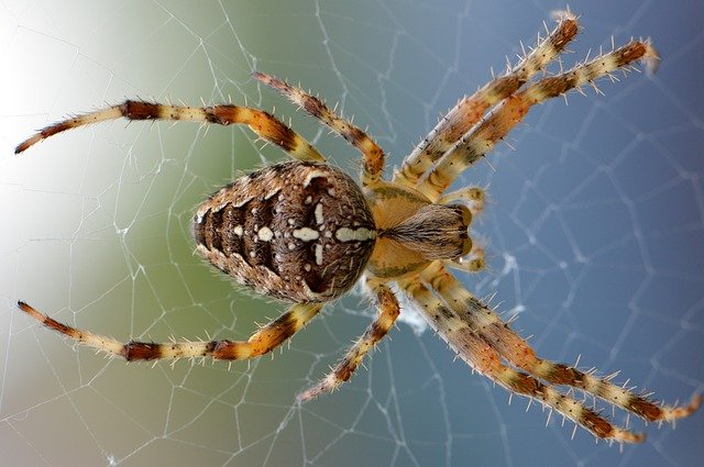 Comment empêcher les araignées de s’installer chez vous ?
